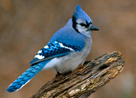 blue_jay_glamour